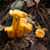 Flame-colored Chanterelle